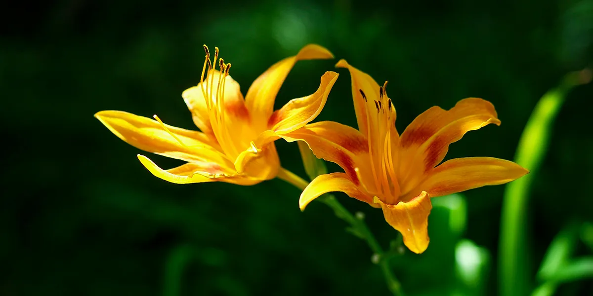 The Simplicity In Christ—The Unconflicted Life - Yellow Flowers - 1st John